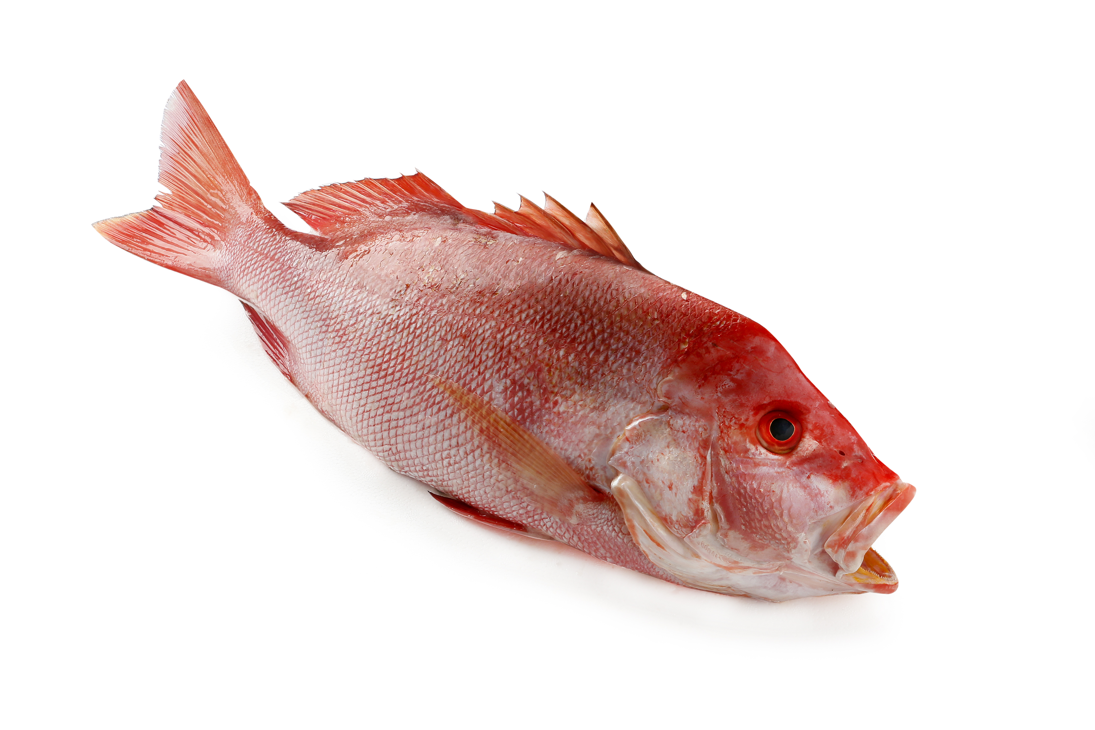 28691 Red snapperfilet 300 - 500 gr per kilo diepvries